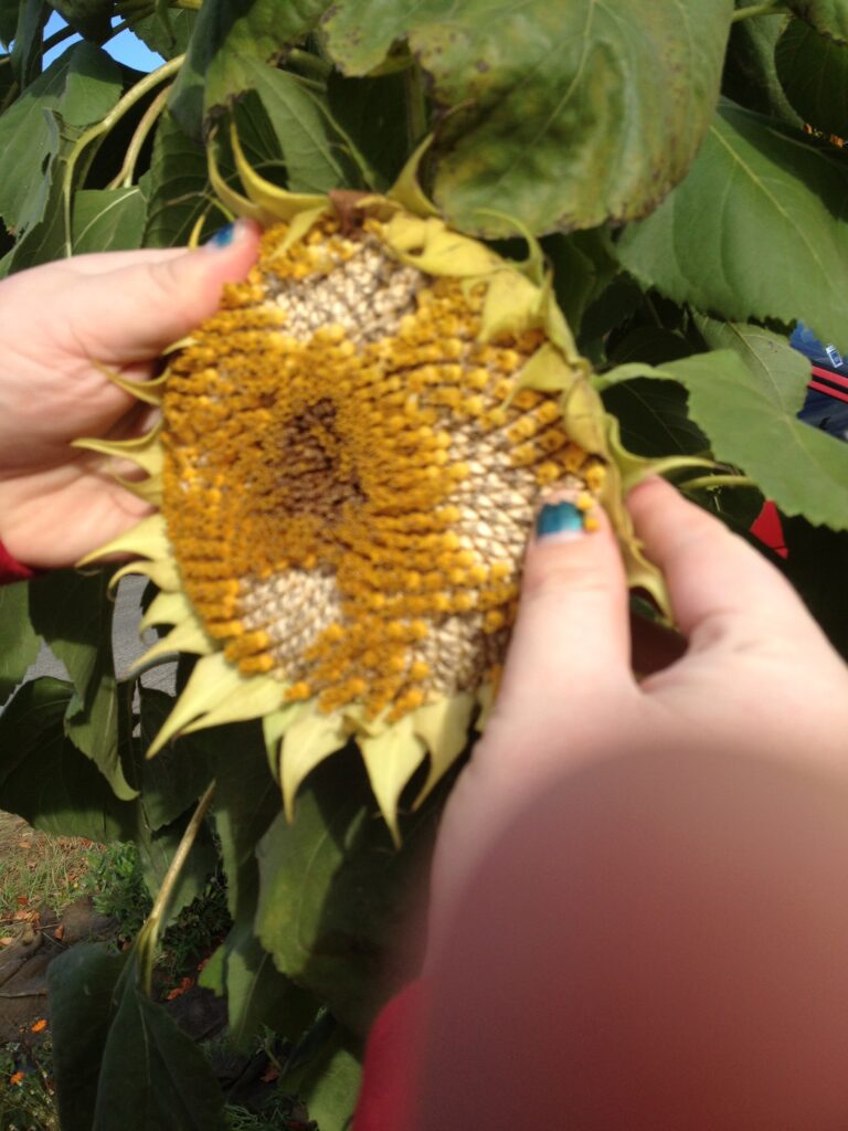 Caucasian hands hold a decaying sunflower. One fingernail has chipped polish. 