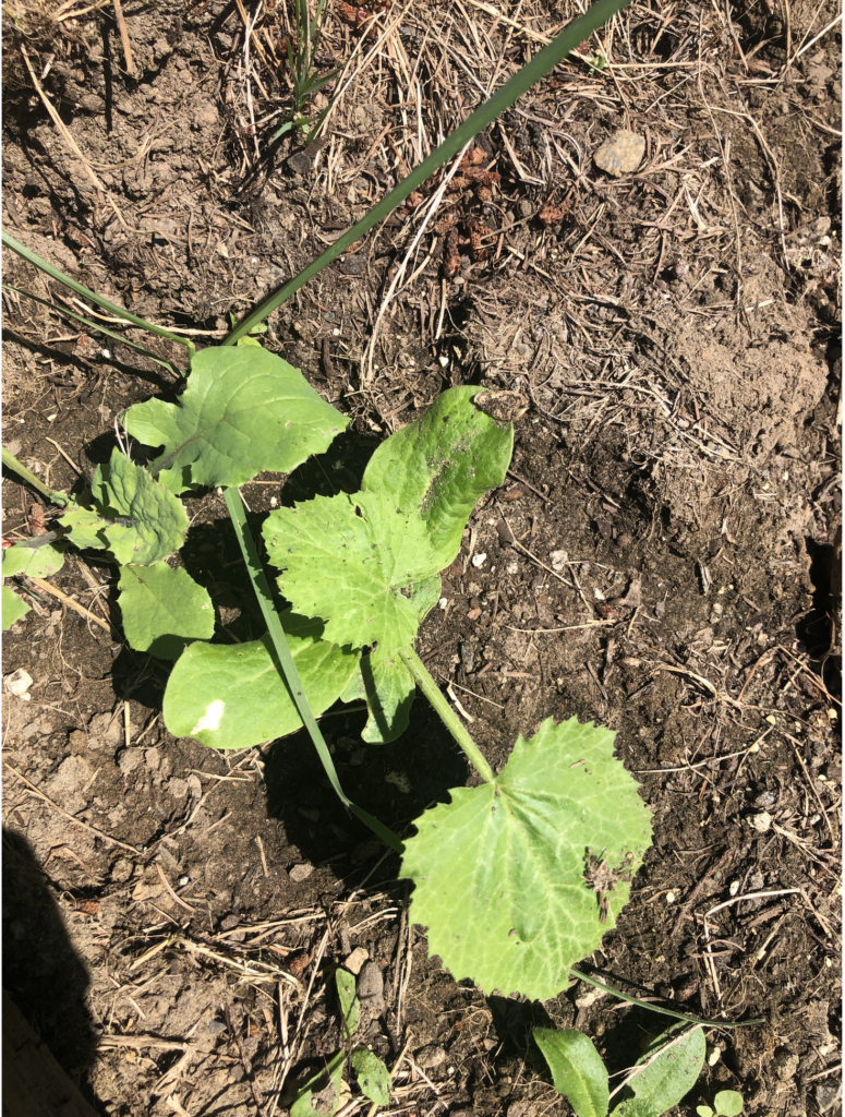 A squash plant grows in dry soil on a sunny day. A lot of scrawny grass, dried-out weeds and debris are near it. There are a few small stones. A dark shadow is in the lower left-hand corner.
